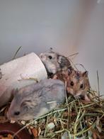 Aangeboden jonge kleinblijvende hamsters 7 weken oud, Dieren en Toebehoren, Meerdere dieren, Hamster, Voor 1 juli 2024