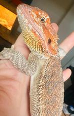 Baardagaam man, Dieren en Toebehoren, Reptielen en Amfibieën, Hagedis, 0 tot 2 jaar