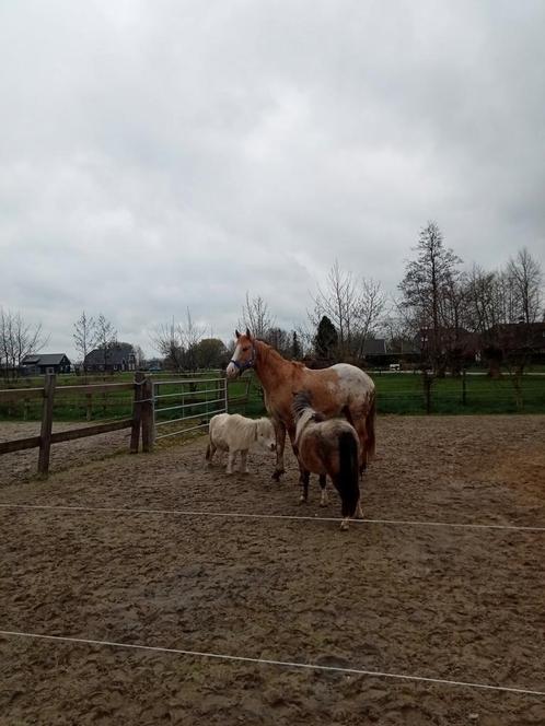 Inrijder/verzorger gezocht 16+, Dieren en Toebehoren, Stalling en Weidegang