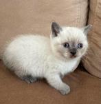 Britse Korthaar Kitten, Dieren en Toebehoren, Kater, Ontwormd, 0 tot 2 jaar