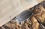 Porcellio hoffmannseggi 'Sordidus', Dieren en Toebehoren, Insecten en Spinnen, Overige soorten