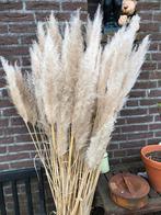 Pampasgras pluimen, Ophalen of Verzenden, Zomer, Volle zon