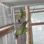 Derbyans, Derbyanparkieten  (2018), Dieren en Toebehoren, Vogels | Parkieten en Papegaaien, Meerdere dieren, Parkiet, Geringd
