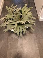 Te koop aangeboden Silk-ka-Kunstplant-Hertshoorn, Ophalen, Zo goed als nieuw, Binnen