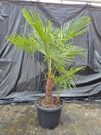 Palm, Trachycarpus fortunei, winterhard, Tuin en Terras, Ophalen