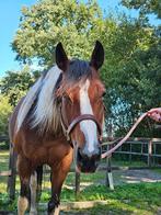 Unieke Paint Horse merrie!, Dieren en Toebehoren, Paarden, Merrie, Minder dan 160 cm, Gechipt, 3 tot 6 jaar