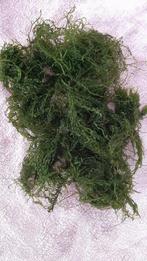 Flame moss aquarium plant, Ophalen, Zo goed als nieuw, Plant(en), Steen of Hout