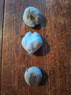 Zee-egels uit Vietnam, Ophalen, Gebruikt, Wild dier, Overige typen