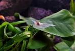 White Pearl Neocaridina Siergarnaal, Kreeft, Krab of Garnaal