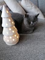 Prachtige Brits korthaar poes met stamboom.., Dieren en Toebehoren, Katten en Kittens | Raskatten | Korthaar, Poes, Gechipt, 0 tot 2 jaar