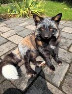 Softmount cross fox, Verzamelen, Dierenverzamelingen, Verzenden, Zo goed als nieuw, Overige soorten, Opgezet dier