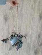 Vaderplant stekjes te koop!, Overige soorten, In pot, Minder dan 100 cm, Groene kamerplant