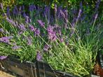 Lavendel Hidcote, Tuin en Terras, Planten | Tuinplanten, Overige soorten, Volle zon, Vaste plant, Ophalen of Verzenden