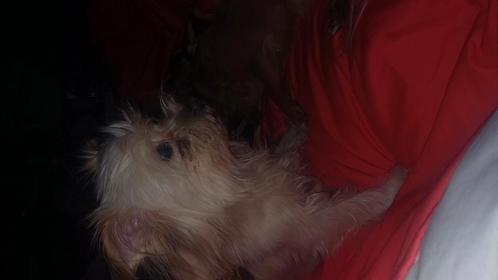 Ik zoek boomer, Dieren en Toebehoren, Honden | Niet-rashonden, Klein, Reu, Particulier, Eén hond, Nederland, 3 tot 5 jaar