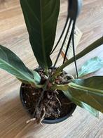 Anthurium Big bill, Huis en Inrichting, Ophalen, Overige soorten, Halfschaduw, In pot