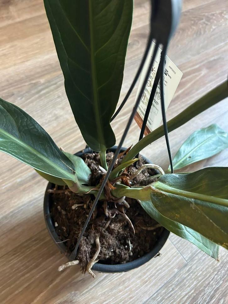 Anthurium Big bill, Huis en Inrichting, Kamerplanten, Overige soorten, Minder dan 100 cm, Groene kamerplant, Halfschaduw, In pot