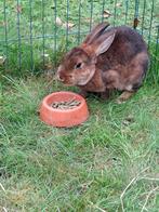 Rex Castor konijnen, Mannelijk, Overige soorten