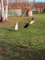 Indische loopeenden gratis, Dieren en Toebehoren, Pluimvee, Eend