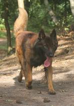 Dekreu mechelse herder knpv  langharige ph1 object Brn29117, Dieren en Toebehoren, Honden | Dekreuen, Particulier, Rabiës (hondsdolheid)