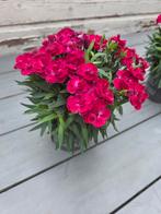 Mooie bloemen, Ophalen, Nieuw