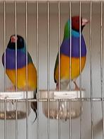 Gouldamadine, Dieren en Toebehoren, Vogels | Overige Vogels, Meerdere dieren, Tropenvogel, Geringd