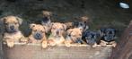 Amerikaanse Bully XXL pups. Zeldzame kruising metRottweiler, Rabiës (hondsdolheid), 8 tot 15 weken, Meerdere, Meerdere dieren