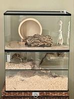 Gerbilarium met gratis opzetstuk 75x40x50, Zo goed als nieuw, Hok, 75 tot 110 cm, Ophalen