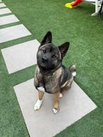 Lieve Amerikaanse akita teefje, België, Particulier, Overige rassen, 1 tot 2 jaar