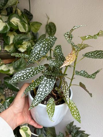 Begonia white ice, grote plant uit stekken beschikbaar voor biedingen