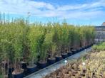 zwarte bamboe Fargesia Volcano, black pearl en simba, Ophalen, Bloeit niet, Overige soorten, Halfschaduw