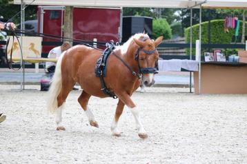 Gezocht lange teugelen instructrice beschikbaar voor biedingen