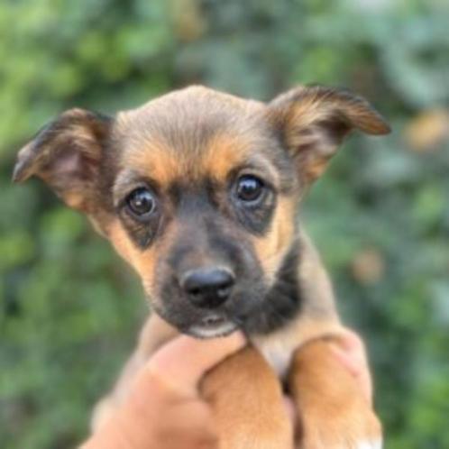 AIN: Caya, Dieren en Toebehoren, Honden | Niet-rashonden, Klein, Teef, Handelaar, Eén hond, Buitenland, 15 weken tot 1 jaar, CDV (hondenziekte)