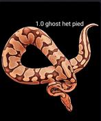 1.0 ghost het pied koningspython (python regius), Dieren en Toebehoren, Reptielen en Amfibieën, Slang, 0 tot 2 jaar, Tam