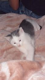 Kleine charmeur zoekt gouden mandje, Dieren en Toebehoren, Katten en Kittens | Raskatten | Korthaar, Kater, Ontwormd