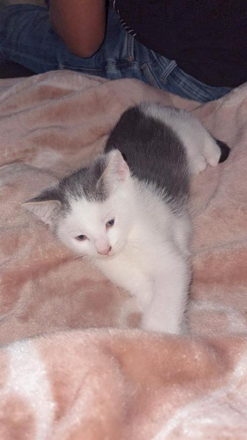Kleine charmeur zoekt gouden mandje, Dieren en Toebehoren, Katten en Kittens | Raskatten | Korthaar, Kater, Ontwormd