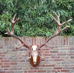 Schedel edelhert XXXL gewei taxidermy opgezette hert opgezet, Ophalen, Hert, Schedel