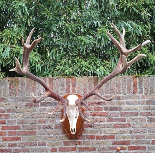 Schedel edelhert XXXL gewei taxidermy opgezette hert opgezet, Verzamelen, Dierenverzamelingen, Schedel, Hert, Ophalen