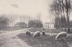 Zuidlaren 1910 dorpszicht De Brink met schapen, Verzenden, Voor 1920, Ongelopen, Drenthe