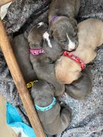 ** 2 reutjes bully xl x stafford pups zoeken gouden mandje, Overige rassen, 8 tot 15 weken, Meerdere, Meerdere dieren