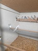 Mooi bonte diamant duiven, Dieren en Toebehoren, Vogels | Duiven, Meerdere dieren, Overige soorten
