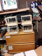 Water slager Zangkooien, Meerdere dieren