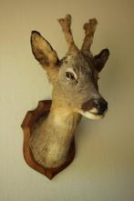 Taxidermie Opgezette Reeënkop met bastgewei, Verzamelen, Dierenverzamelingen, Ophalen of Verzenden, Gebruikt, Hert, Opgezet dier