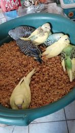 Tamme grasparkieten, Dieren en Toebehoren, Vogels | Parkieten en Papegaaien, Meerdere dieren, Parkiet