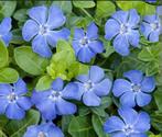 Vinca minor maagdenpalm groenblijvend gratis verzending, Minder dan 100 cm, Laurier, Ophalen of Verzenden