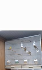 Te koop gevraagd  paar gehu uitvliegkooien, Dieren en Toebehoren, Ophalen, Hout, Vogelkooi