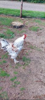Hanen te koop, Dieren en Toebehoren, Pluimvee, Mannelijk, Kip