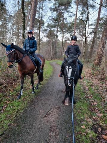 Ruiter gezocht voor Mini Tinker, zelfstandig en ervaren! beschikbaar voor biedingen