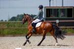 Alround D pony, Dieren en Toebehoren, Pony's, Gechipt, Ruin, M, 11 jaar of ouder