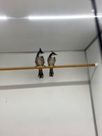 Buulbuul van 2022, Meerdere dieren, Geringd