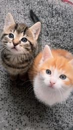 Lieve kittens zoeken een warm thuis!, Dieren en Toebehoren, Katten en Kittens | Raskatten | Korthaar, Meerdere dieren, 0 tot 2 jaar